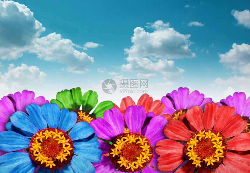 与蓝天的花卉背景图片