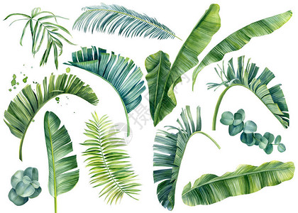 白色背景的热带植物组水彩手绘夏剪棕榈叶高品质插图图片
