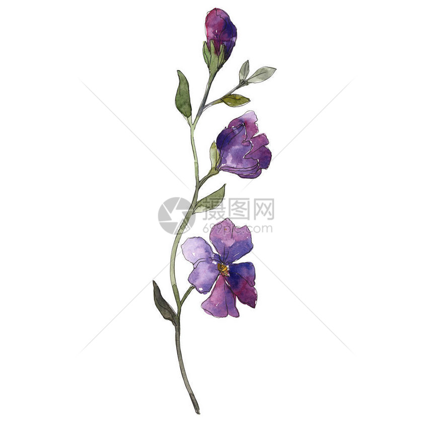 蓝色紫亚麻花卉植物花孤立的野生春叶野花水彩背景插图集水彩画时尚水彩画孤立的图片