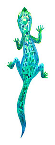 绿蜥蜴手绘水彩插图在白色背景上隔离背景图片