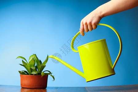 用喷壶给植物浇水高清图片