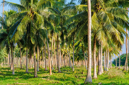 Coconut棕榈树种植园瓦努阿图图片