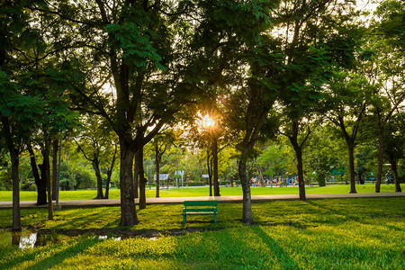 户外绿色公园树长凳阳光图片