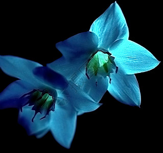 蓝色的花朵绿色发光的心图片