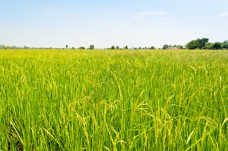 泰国农村绿色稻田的美丽自图片