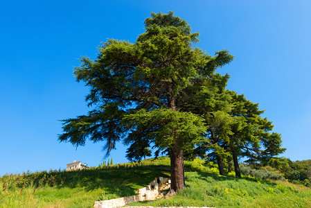 夏季在蓝天山丘上的黎巴嫩雪松cedrusl背景图片