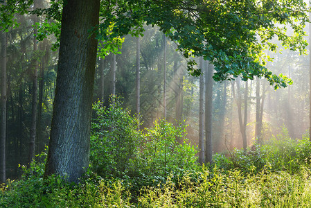 德国奥斯纳布鲁克草原绿林盛着图片
