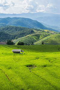 连绵的青山绿稻田图片