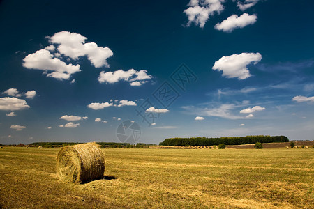 农业夏天风景麦田图片