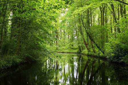 荷兰Stochemhoeve森林公园图片