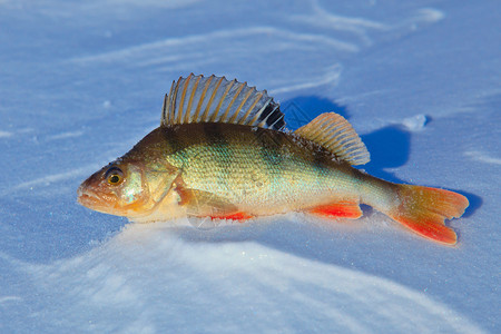 在冰上钓鱼的鲈图片