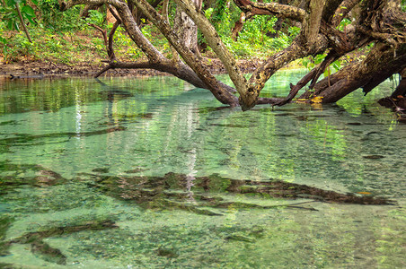 清晶潮汐溪瓦努阿图图片