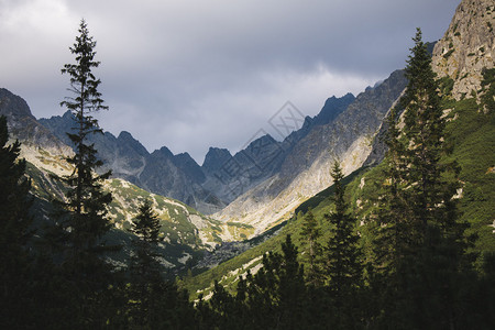 高山松树全景图片