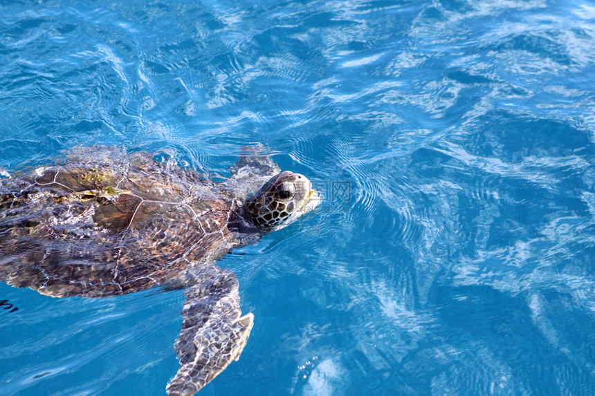 西班牙加那利岛Tenerife南岸海龟湾HawksbillTurtleEretmochelysimbr图片