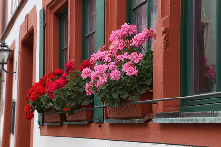 美丽的阳台花WindowsHome上图片