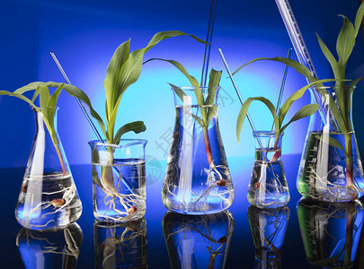 生物技术和花卉科学主题在实验室中试验植图片