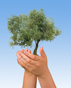 将橄榄树作为自然保护的象征背景图片