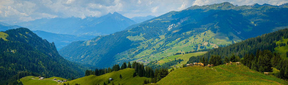 在瑞士山地牧场放牧的小型图片