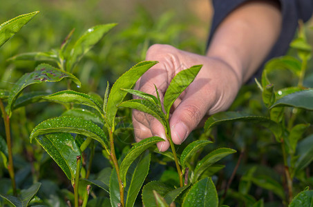 用手拔茶叶图片