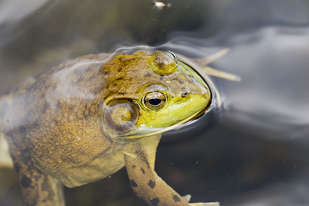 一只青蛙在沼泽里看着你图片