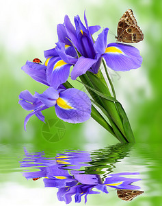 与蝴蝶形态的紫色鸢尾花图片