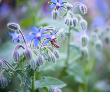 蓝色琉璃苣花园中的星花背景图片