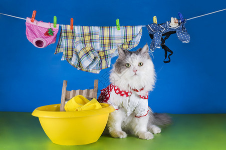 猫在盆里洗衣服图片