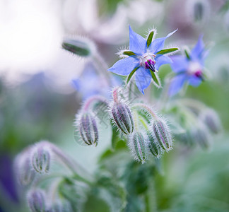 蓝色琉璃苣花园中的星花图片