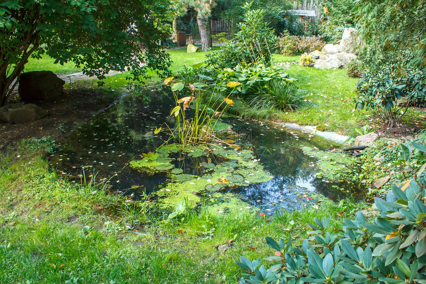 夏季花园池塘图片