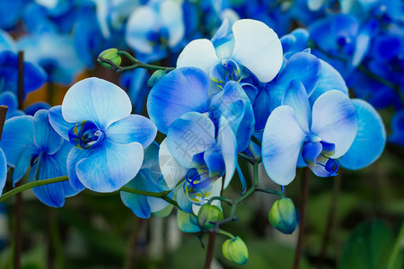 温室里的淡蓝色兰花图片