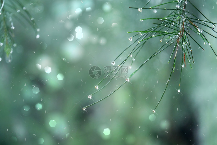 雨滴中美丽的松枝碎片图片