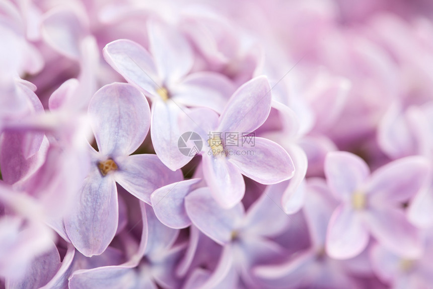 Lilac的花枝图片