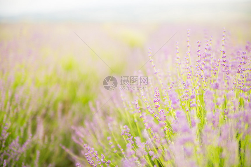 紫色花田新鲜紫色花朵自图片