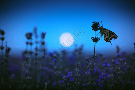 薰衣草田和月光中的蝴蝶图片