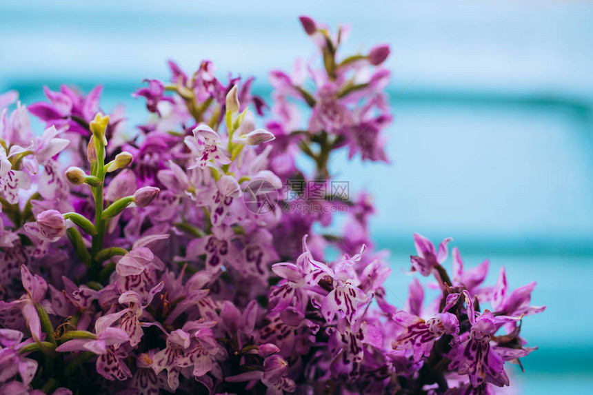 木蓝底木蓝色背景的白兰花Orchidadece图片