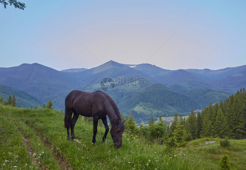 夏日高山牧场上的一匹美丽的马图片