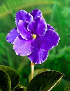 非洲紫色圣帕乌利亚图片