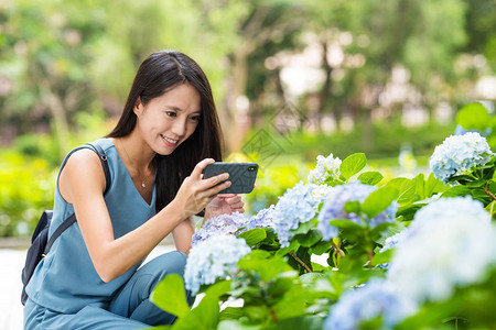 在花园的Hydrangana花图片