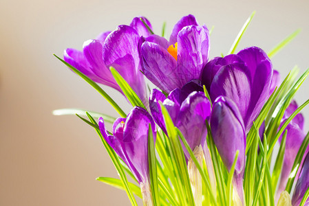 第一春花紫色竹条的花束在有复制空间的背景图片
