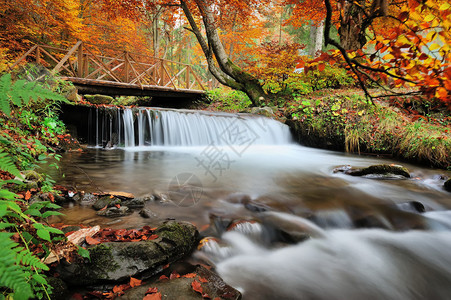 秋天的森林瀑布和黄叶岩石图片