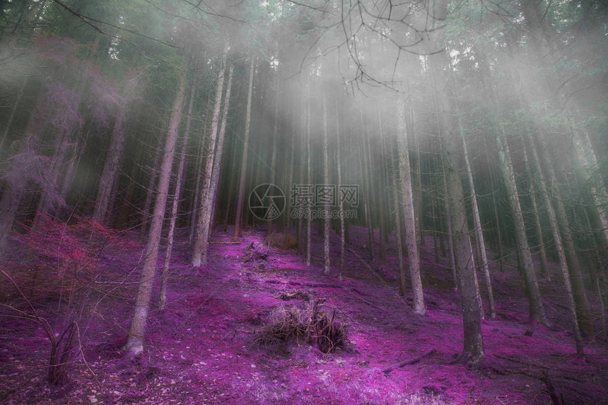 神秘的迷雾森林与神奇的道路阴暗的黑暗图片