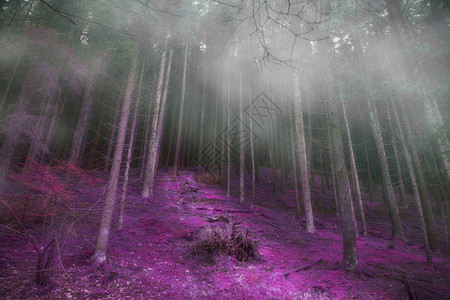 神秘的迷雾森林与神奇的道路阴暗的黑暗图片