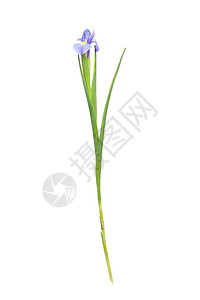 美丽的Iris花朵在白底色图片