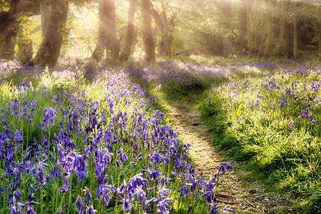 春蓝铃穿过神奇的森林阳光照耀着图片