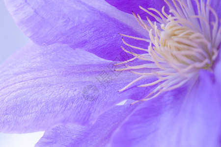 Clematis花朵剪切背景图片