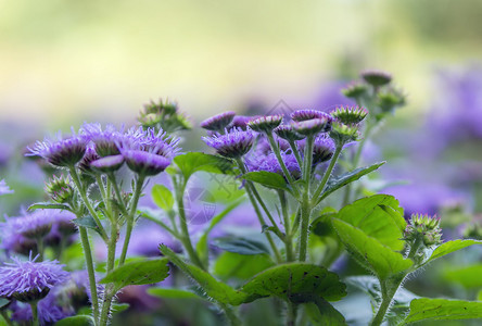 夏天莫斯科花园里的蓝色小花图片