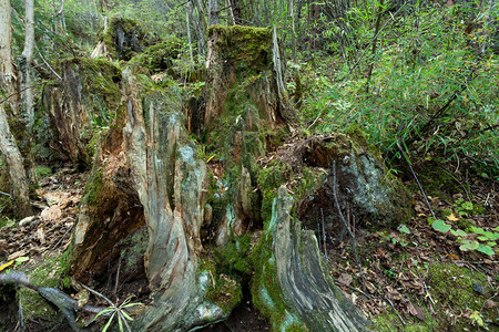 四川九州海古热带森林图片