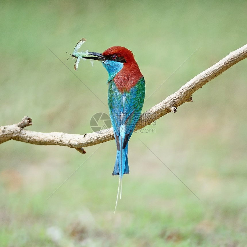 美丽的绿色和蓝色鸟蓝胸蜂食蜜鸟Meropsvi图片