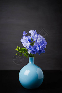 木制桌上的花瓶中的蓝李花铅华氏图片