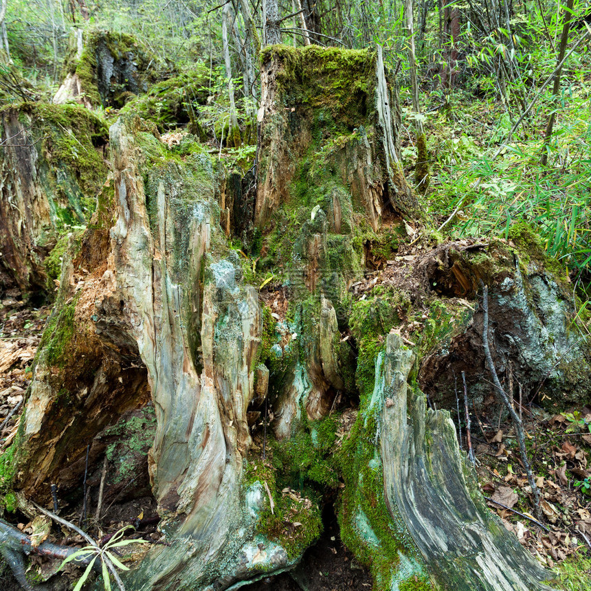 四川九州海古热带森林图片